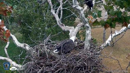 PA Farm Country Eagles Live Cams - Oct 12, 2026, 3:47pm EDT