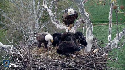PA Farm Country Eagles Live Cams - May 2, 2026, 6:55am EDT