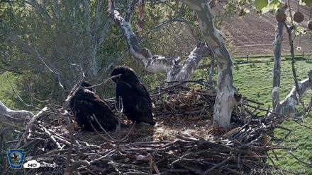 PA Farm Country Eagles Live Cams - May 8, 2026, 8:05am EDT