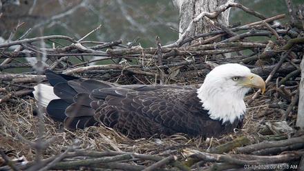 PA Farm Country Eagles Live Cams - Mar 11, 2026, 9:45am EDT