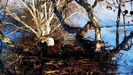 PA Farm Country Eagles Live Cams - Jan 23, 2026, 4:38pm EST