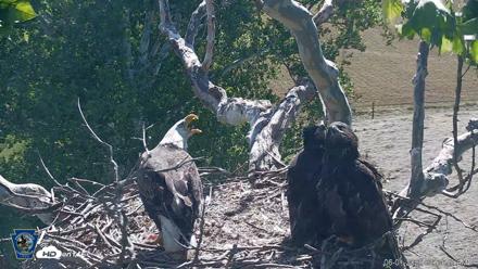 PA Farm Country Eagles Live Cams - Jun 1, 2026, 9:55am EDT