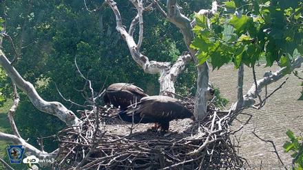 PA Farm Country Eagles Live Cams - Jun 29, 2026, 10:04am EDT