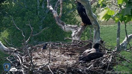 PA Farm Country Eagles Live Cams - May 26, 2026, 8:39am EDT