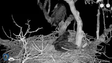PA Farm Country Eagles Live Cams - May 2, 2026, 10:47pm EDT