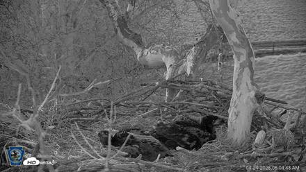 PA Farm Country Eagles Live Cams - Apr 24, 2026, 6:05am EDT