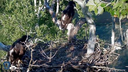 PA Farm Country Eagles Live Cams - May 29, 2026, 7:08pm EDT