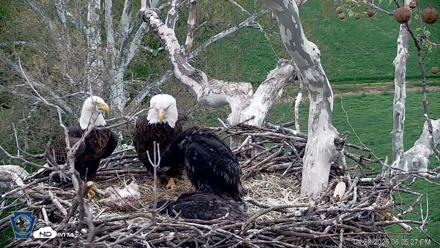 PA Farm Country Eagles Live Cams - Apr 28, 2026, 6:10pm EDT