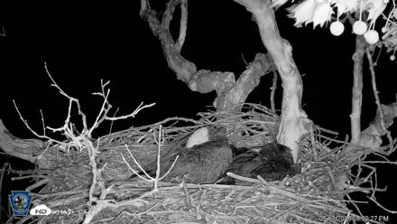 PA Farm Country Eagles Live Cams - May 13, 2026, 8:40pm EDT