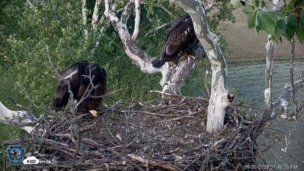 PA Farm Country Eagles Live Cams - May 30, 2026, 7:50pm EDT