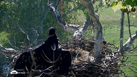 PA Farm Country Eagles Live Cams - May 16, 2026, 8:58am EDT