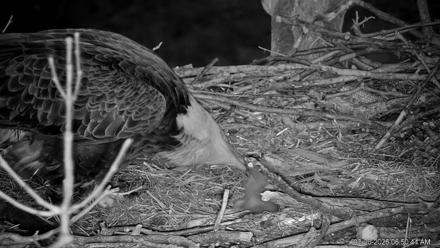 PA Farm Country Eagles Live Cams - Mar 20, 2026, 6:51am EDT