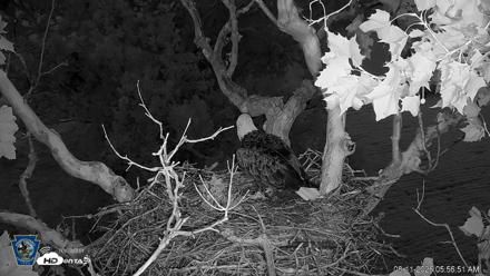 PA Farm Country Eagles Live Cams - Aug 11, 2026, 5:57am EDT