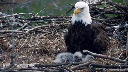PA Farm Country Eagles Live Cams - Mar 30, 2026, 10:55am EDT