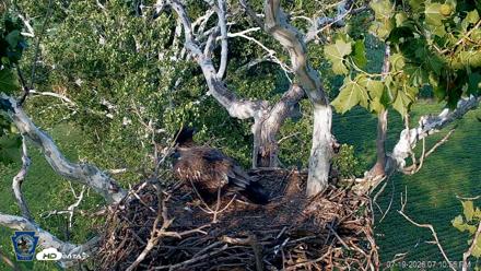 PA Farm Country Eagles Live Cams - Jul 19, 2026, 7:12pm EDT
