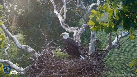 PA Farm Country Eagles Live Cams - Aug 12, 2026, 7:20am EDT