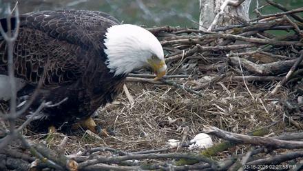 PA Farm Country Eagles Live Cams - Mar 16, 2026, 2:22pm EDT
