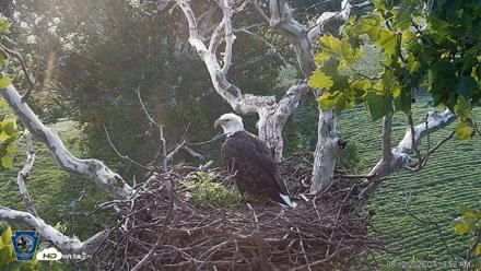PA Farm Country Eagles Live Cams - Aug 12, 2026, 7:21am EDT