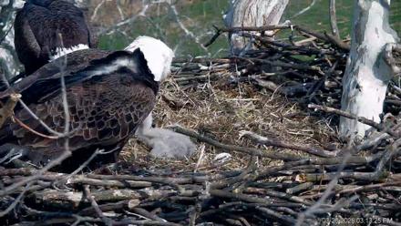 PA Farm Country Eagles Live Cams - Mar 26, 2026, 3:14pm EDT