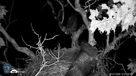 PA Farm Country Eagles Live Cams - Jul 7, 2026, 12:27am EDT