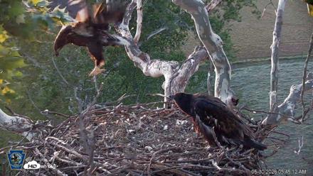 PA Farm Country Eagles Live Cams - May 30, 2026, 5:46am EDT