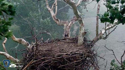 PA Farm Country Eagles Live Cams - Jul 9, 2026, 2:44pm EDT