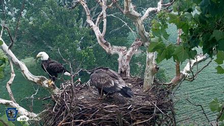 PA Farm Country Eagles Live Cams - Jul 18, 2026, 12:40pm EDT