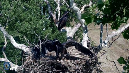 PA Farm Country Eagles Live Cams - Jun 5, 2026, 3:49pm EDT
