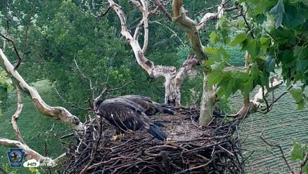 PA Farm Country Eagles Live Cams - Jul 11, 2026, 6:42pm EDT