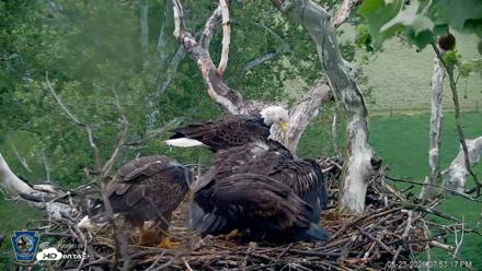 PA Farm Country Eagles Live Cams - May 23, 2026, 7:55pm EDT