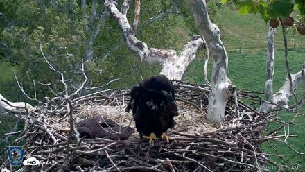 PA Farm Country Eagles Live Cams - May 17, 2026, 11:22am EDT