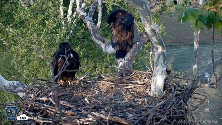 PA Farm Country Eagles Live Cams - May 30, 2026, 7:39pm EDT