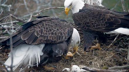 PA Farm Country Eagles Live Cams - Mar 15, 2026, 3:04pm EDT
