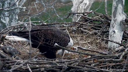 PA Farm Country Eagles Live Cams - Mar 26, 2026, 1:07pm EDT