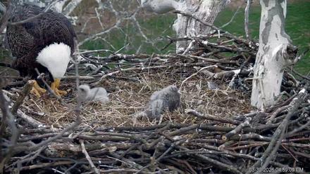 PA Farm Country Eagles Live Cams - Mar 30, 2026, 5:00pm EDT