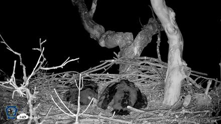 PA Farm Country Eagles Live Cams - Apr 24, 2026, 3:02am EDT