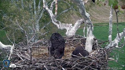 PA Farm Country Eagles Live Cams - May 11, 2026, 9:24am EDT