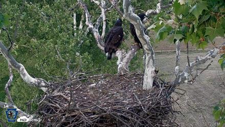 PA Farm Country Eagles Live Cams - Jun 1, 2026, 7:22pm EDT
