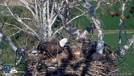 PA Farm Country Eagles Live Cams - Apr 16, 2026, 5:47pm EDT