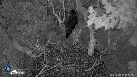 PA Farm Country Eagles Live Cams - Jun 22, 2026, 8:49pm EDT