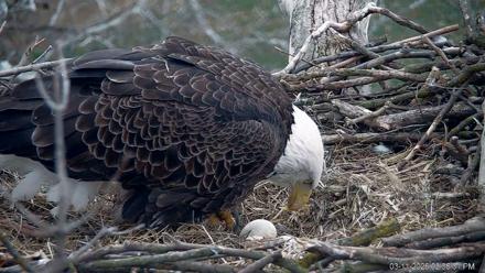 PA Farm Country Eagles Live Cams - Mar 11, 2026, 2:37pm EDT