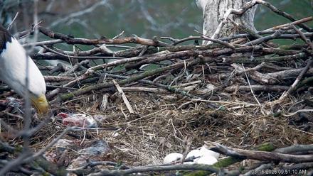 PA Farm Country Eagles Live Cams - Mar 16, 2026, 9:52am EDT