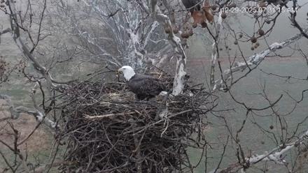 PA Farm Country Eagles Live Cams - Dec 29, 2025, 7:31am EST