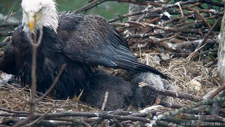 PA Farm Country Eagles Live Cams - Apr 5, 2026, 10:08am EDT