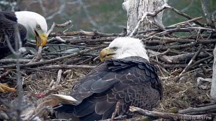 PA Farm Country Eagles Live Cams - Mar 15, 2026, 2:46pm EDT