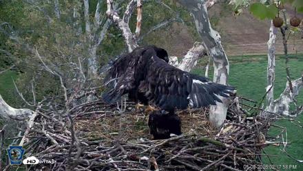 PA Farm Country Eagles Live Cams - May 9, 2026, 2:18pm EDT