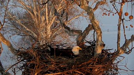 PA Farm Country Eagles Live Cams - Feb 10, 2026, 5:21pm EST