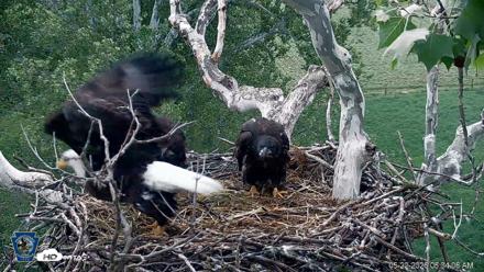 PA Farm Country Eagles Live Cams - May 22, 2026, 6:35am EDT