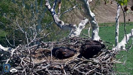 PA Farm Country Eagles Live Cams - May 7, 2026, 12:58pm EDT