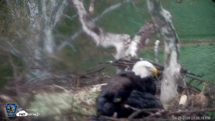 PA Farm Country Eagles Live Cams - Apr 25, 2026, 3:06pm EDT